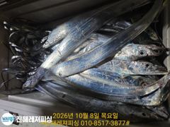 내만칼치ㅡ 물반 칼치반 어마어마하게 물어주네요(오늘예약가능