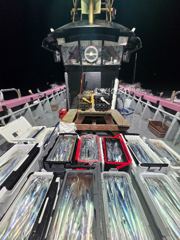 [거제] 오늘도 넘쳐나는 갈치~ 이제야 본시즌입니다~~ 썩었음~