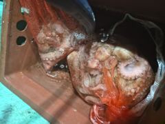 [포항] 왕볼락!!쿵쾅