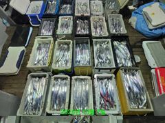내만갈치 엄청시리 잡고~~~예약가능