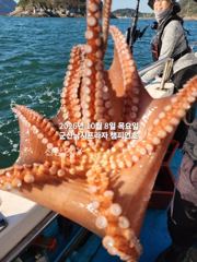 8일, 군산 왕문어~ 덩치급 문어들~문어 싸이즈 굿~망텡이 굿조황~군산낚시프라자 챔피언호