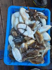 10월 8일 갑오징어