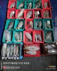 10월8일 무늬오징어