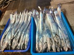 [제주 뉴방주호] 10월8일 갈치조황입니다.