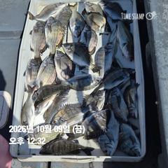 [마산] 돔앤돔호 오늘조황 입니다..마릿수.