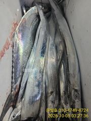 [진해] 갈치 텐빈 매일 대박! 토요일 2자리,일요일 예약가능!