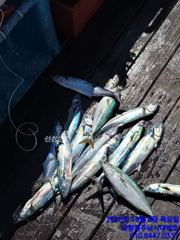 연휴 첫날 부지기수로 잡았습니다(삼치&방어)