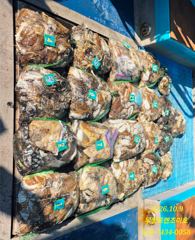 대박조황^^10/9(금)무창포 엔조이호 쭈꾸미 출조 망태기 조황^^대 ~~~박조황 010-7434-0058