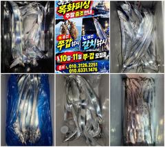 목화피싱 10/09일 야간 갈치낚시 조황 사이즈 두지반 세지반 올라옵니다.손맛 줙여죠요!
