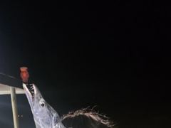 (은별호)10/9. 내만갈치 조황입니다