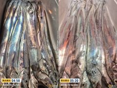 [거제 코스모스호] 나날이 씨알이 자꾸 좋아지고 거제 갈치 낚시 조황입니다 출조 예약 가능