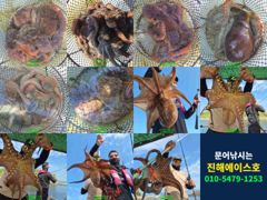 [진해] 문어 키로 오버 굵직한 대물 줄줄이! 장원 13수외 터졌다(일요…