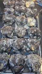스마트호] · 10월9일 왕쮸 왕갑 연이어 전원 망탱이 대박 조황