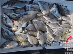 [마산] (몽고호) 감성돔 출조합니다 ~~~