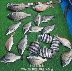 (지월호) 5짜,4짜대물감성돔 입니다