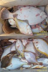 공현진 22인승 뉴창명호 왕참가자미 왕도다리 풍어