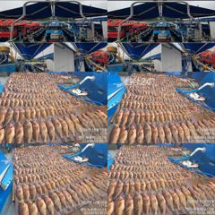 [고흥,녹동] 녹동제니스3호 10/10 붉바리외수질 초초대박조황