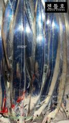 [여수 젠틀호] #내만갈치 10.10 조황입니다.
