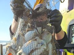 10/10. 군산. 카니발호. 갑오징어. 조황.