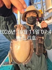 11일, 군산 갑오징어~오늘도 나오고 잇어요~실시간~군산낚시프라자 나드리호