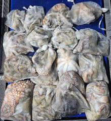 10.10 도시어부호 야간 문어 마무리 조황