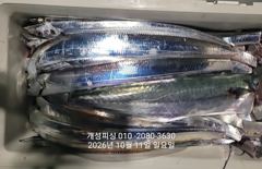준내만 텐빈 은빛 갈치 3지급 느나느나 조황 오늘 무조건 출항 자리여유