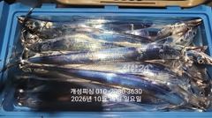 [진해] 준내만 텐빈 은빛 갈치 3지급 느나느나 조황 오늘 무조건 출항 …
