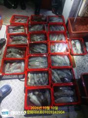 웨이브호팁런무늬오징어