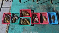 아라피싱 11일 5짜 참돔 대삼치 촤라락 굿굿~