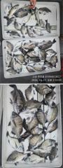 [고성] ((경남고성 주인호))주인호 일요일 감성돔 조황입니다.월요일 예…