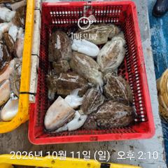 갑오징어 씨알이!