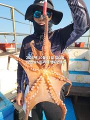 11일, 군산 왕문어 ~덩치급 왕문어~연일 출조~내일도 갑니다~군산낚시프라자 챔피언호 등록일 :
