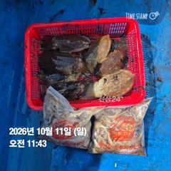 [전투피싱선단 그레이스호] 10월 11일 7물｜갑오징어 집중 공략, 장원 30갑!