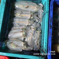 [거제] (무늬오징어)첫 도전 11수 대성공 총 92수 퍽퍽 스마일호(오…