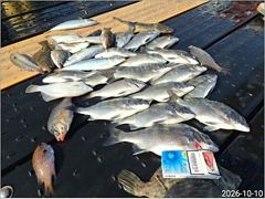 내만권 감성돔,뺀치 조황입니다...(덴마)