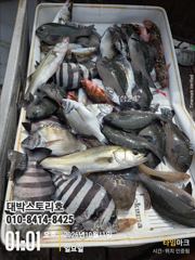 [통영] 감성돔흘림~ 너도나도 히트! 감성돔부터 농어, 벵에돔까지 종합 …