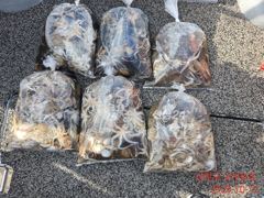 [사천] 싸이즈 쥑이는 쭈꾸미가 퍽퍽합니다!!