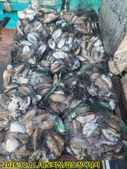 11일 격포위도피싱 갑오징어 조황입니다.