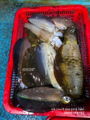 10월12일 신창항 무늬팁런