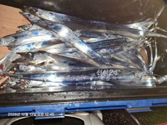 백야호 26.10.12 제주 선상 갈치 조황일지