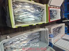 [통영] [통영만선피싱] 갈치다녀왔습니다^^ 씨알도, 마릿수도 굿!! 씨…