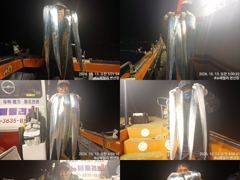 (뉴~패밀리호) 씨알 좋은 백도권 갈치 좋은 조황으로 다녀왔습니다.