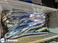 내만칼치ㅡ씨알.마릿수 초대박~어마어마하게 퍼담고(오늘 예약가능)