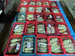 [진해] 무늬오징어 팁런 씨알 마릿수 좋습니다 ᆢ 내일부텨 쪽~
