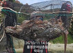 (문어)가을시즌 원도권 망탱이 조황 폭팔적~락피싱(14일 예약)