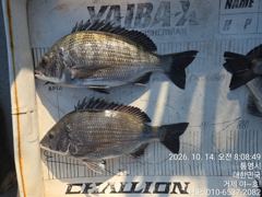 (실시간)감성돔 대~박 53Cm 외 4짜4짜4짜4짜4짜~야호(15일예약)