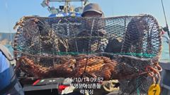 (실시간)문어 구덩이 초~대박 K 포함 벌써 이만큼~락피싱(15…