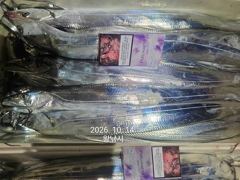 [진해] 내만갈치 美친..씨알깡패! 퍼담고 쓸어담고..
