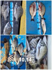 [사천] 삼천포 산분령 유료낚시터 10/14 조황입니다 :-)