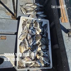 10.14 [경주] 불빛속에서 낚아내는 무늬오징어 ~~주간 대삼치및방어 야간 무늬오징어 예약중 입니다